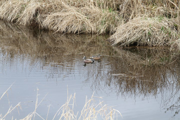 Pied-billed grebe swimming in a pond