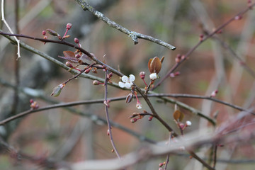 Flowers and buds on a branch