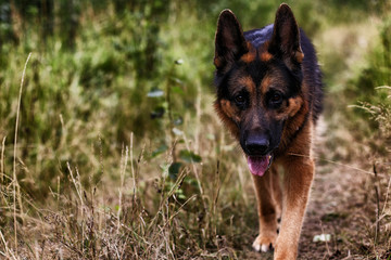 Dog German Shepherd in a field and yellow grass
