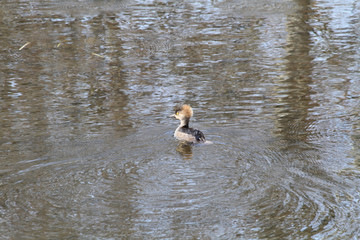 A female hooded merganser swimming in a pond