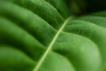 Leaf Texture Background