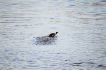 Fototapeta premium A female hooded merganser coming in for a landing on a river as seen from behind.