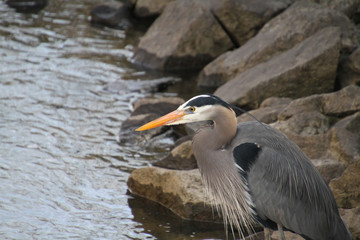 A great blue heron standing on a rock next to a stream fishing.