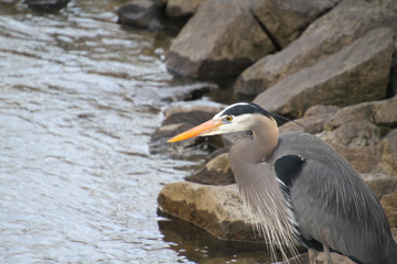 A great blue heron standing on a rock next to a stream fishing.