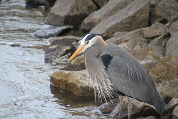 A great blue heron standing on a rock next to a stream fishing.