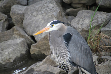 A great blue heron standing on a rock next to a stream fishing.