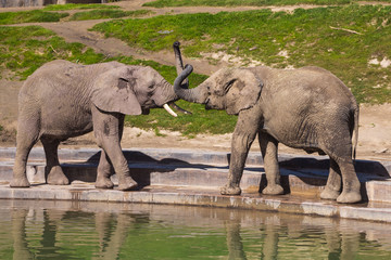 Young elephants play near a watering hole in a safari park.