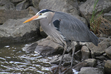 A great blue heron standing on a rock next to a stream fishing.