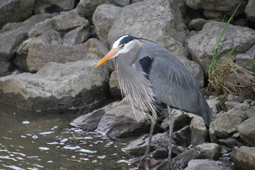 A great blue heron standing on a rock next to a stream fishing.