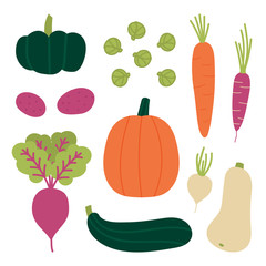 Set, collection of fresh autumn, fall vegetables. Pumpkin, zucchini, carrots, beet, brussels sprouts, potato, turnip. Vector vegetables in cartoon style. 
