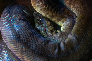 Coiled Macklot Python