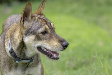 dog face portrait  on Blurred Background