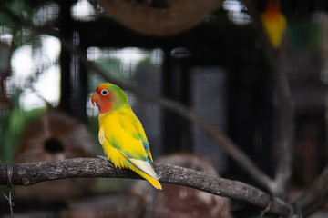 Peach-faced Lovebird sitting on a tree branch