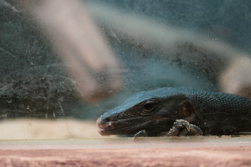 Thoughtful Black Water Monitor looking out of the window