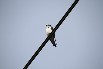 A tree swallow perched on a power line on a sunny day.