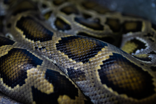Green Burmese Python Skin
