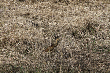 An american Bittern standing in the reeds looking upwards. © David