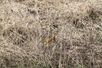 An american Bittern standing in the reeds looking upwards.