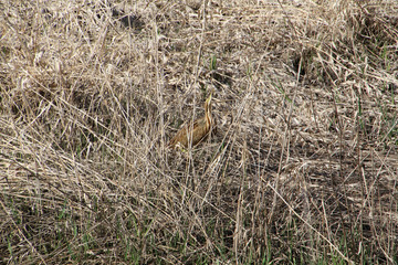 An american Bittern standing in the reeds looking upwards.