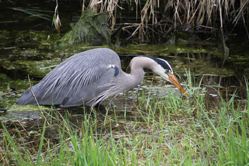 A young great blue heron fishing in a water grass algae filled ditch.