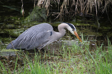 A young great blue heron fishing in a water grass algae filled ditch.