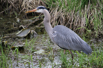 A young great blue heron fishing in a grass and algae filled ditch.