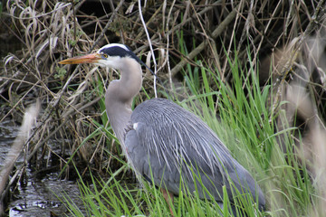 A young great blue heron fishing in a grass and algae filled ditch.