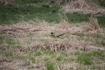 Naklejka na ściany i meble A pheasant walking through a field on a cloudy day.