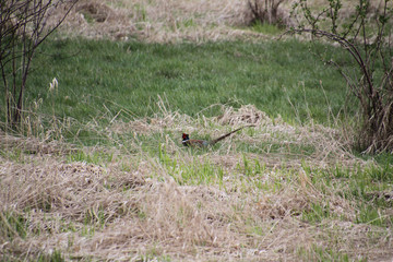 A pheasant walking through a field on a cloudy day.