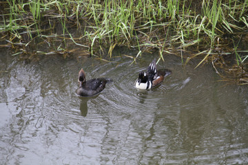 A male and female pair of hooded mergansers swimming in a stream.