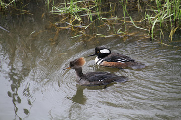 A male and female pair of hooded mergansers swimming in a stream.