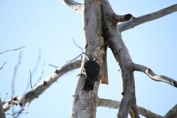 Fototapeta na wymiar A pileated woodpecker looking for insects on a dead tree on a sunny day .