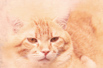 Watercolor portrait of orange cat. art paint color on canvas for background
