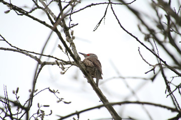 A northern flicker woodpecker perched on a bare branch as seen from below on a cloudy day.