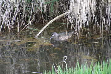 A female wood duck feeding on a scum filled stream next to the bank with overhanging dead straw on the bank.