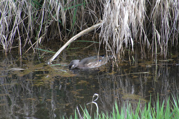 A female wood duck feeding on a scum filled stream next to the bank with overhanging dead straw on the bank.