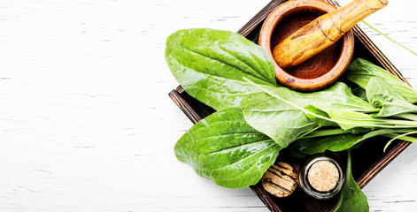 Green plantain plantago © nikolaydonetsk