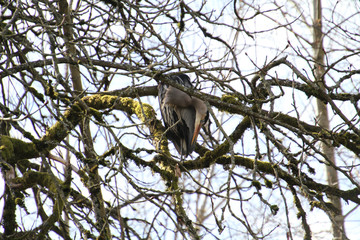 A great blue heron perched in a tree overlooking a stream.