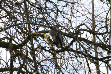 A great blue heron perched in a tree overlooking a stream.
