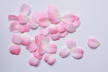 Obraz na płótnie Canvas 美しいピンクの椿の花びら、白背景