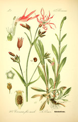 Plakaty  Ilustracja rośliny