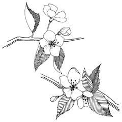 Apple bloom in a vector style isolated. Full name of the plant: Apple bloom. Vector flower for background, texture, wrapper pattern, frame or border.