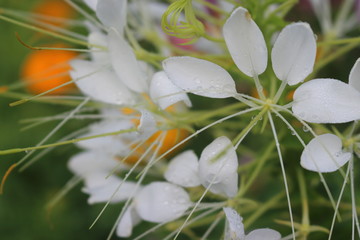 unusual amazing flowers of cleoma on a green background
