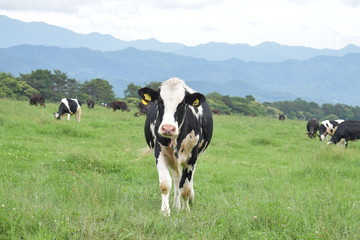 山梨県北杜市　八ヶ岳牧場の牛