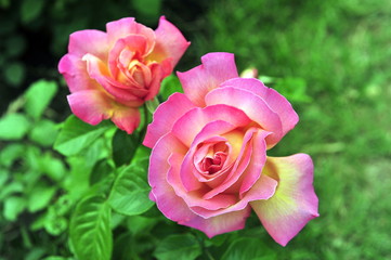 Red rose is a symbol of hot love