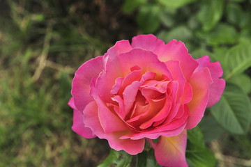Red rose is a symbol of hot love