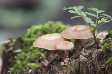 Sheathed woodtuft