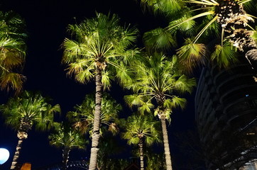 palm in the night