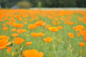 カリフォルニアポピー