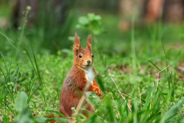 Little curious squirrel brown in the grass